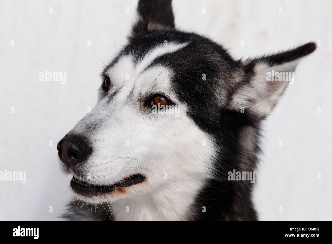 Sled Dog With Pricked Up Ears Stock Photo