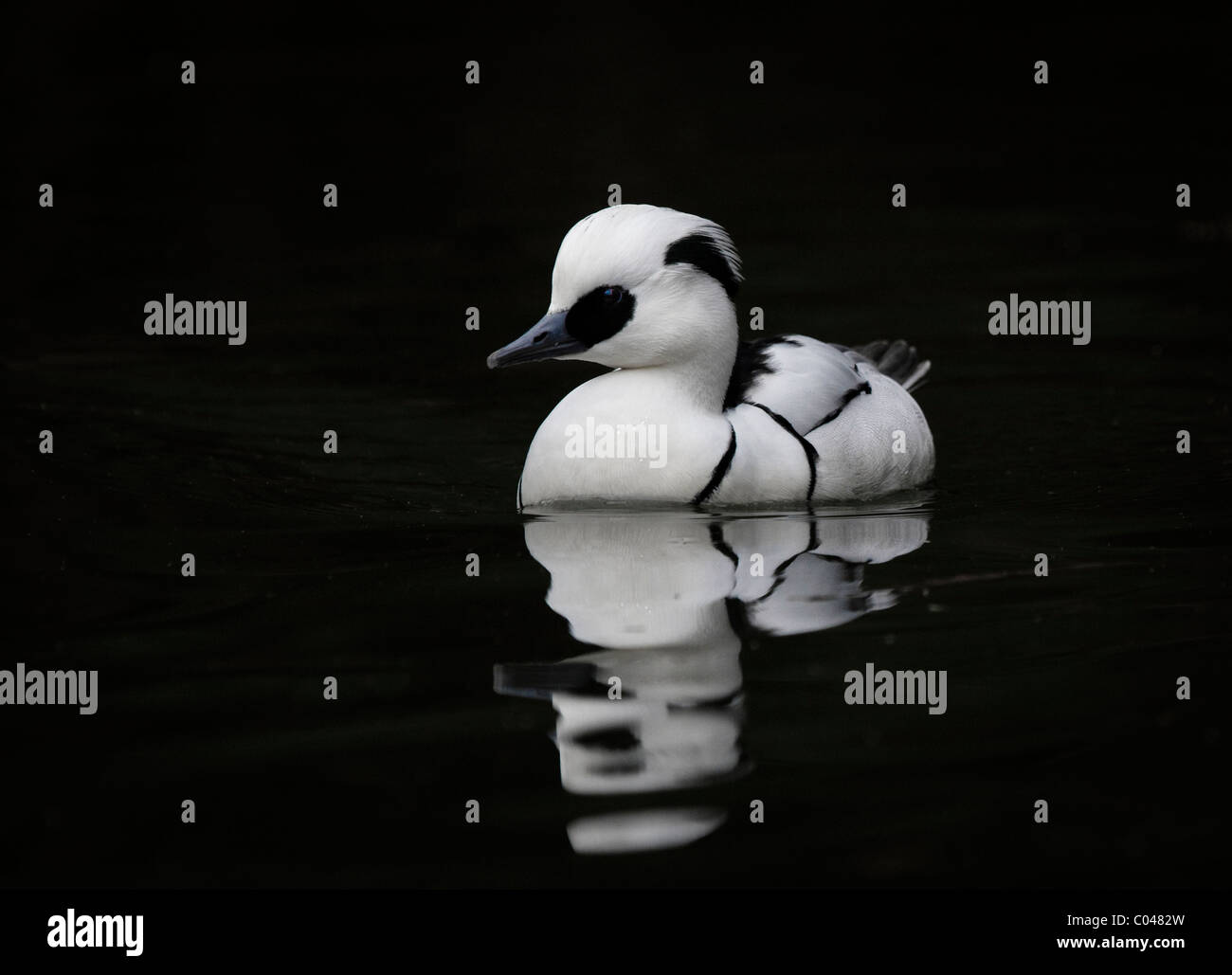 Smew In Flight Black and white appearance in flight hi-res stock photography and ...