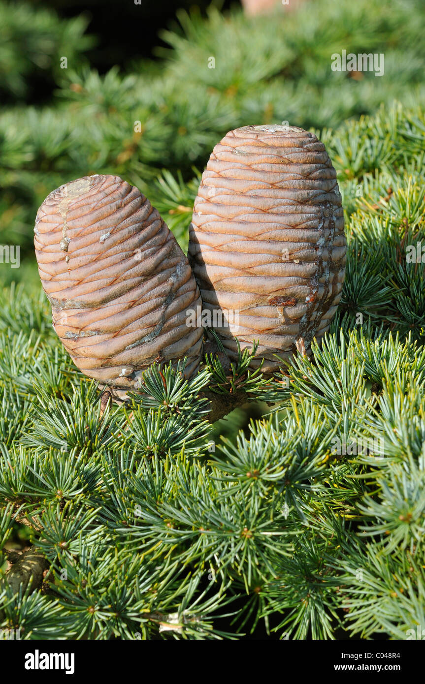 Cedar Of Lebanon Cones - Cedrus libani Stock Photo