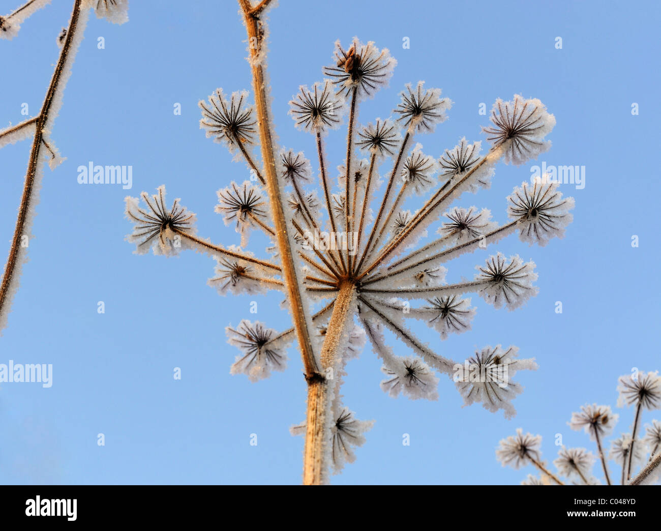 Snow frosted flower Stock Photo