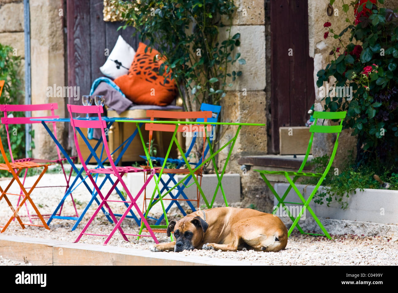 French dog on guard at cafe in historic town of St Jean de Cole, The Dordogne, France Stock Photo