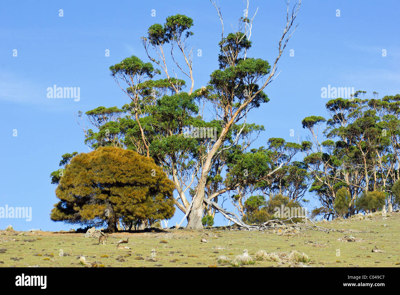 Blue Gum and other trees on a hill crest in the Maria Island National Park with kangaroos resting below, Tasmania, Australia Stock Photo