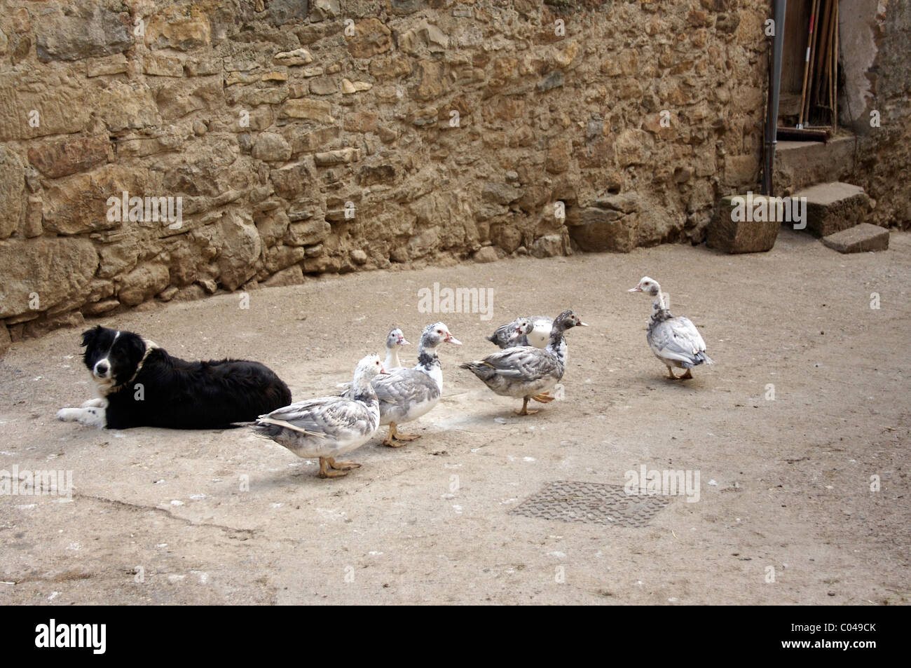 Farm dog and ducks in a small village near Rennes-les-Bains in southern France Stock Photo