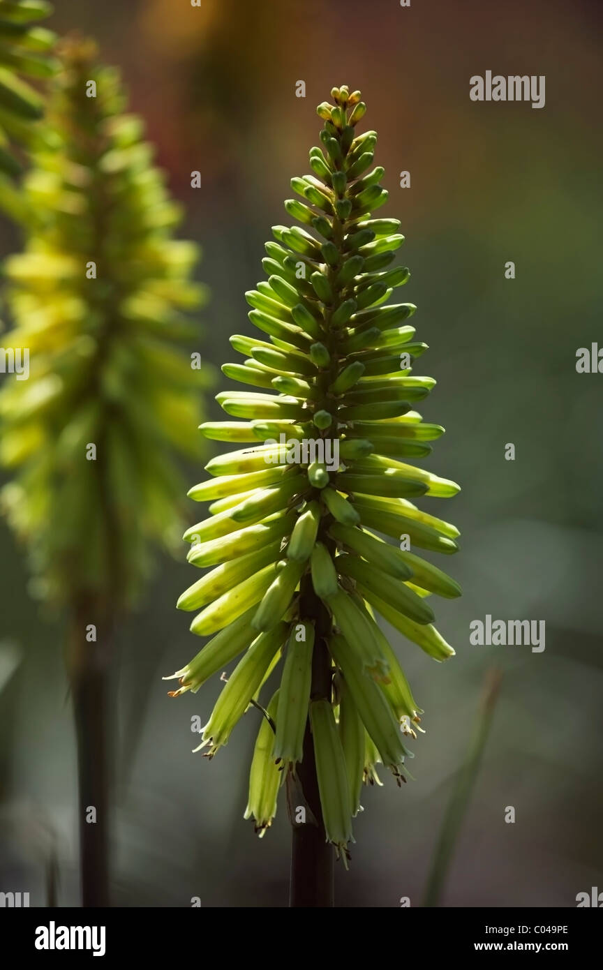KNIPHOFIA MAID OF ORLEANS Stock Photo