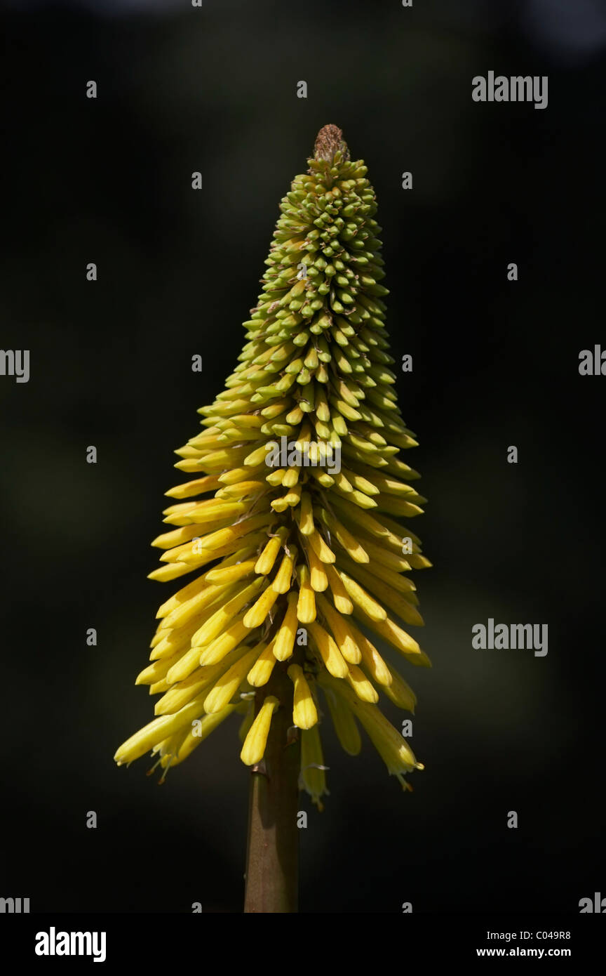 KNIPHOFIA STAR OF BADEN BADEN Stock Photo