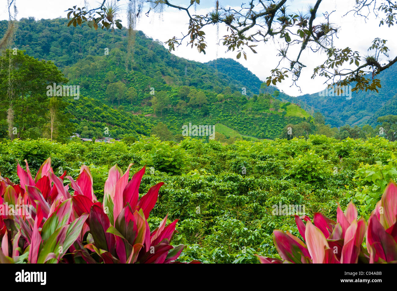 Costa rica coffee plantations hires stock photography and images Alamy