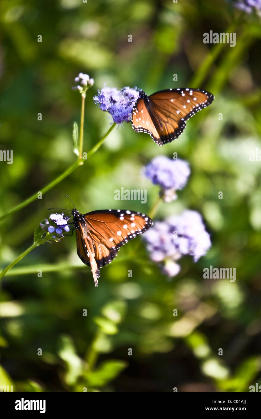 Visitors entering Estero Llano Grande State Park are greeted by a colorful array of butterflies, near Weslaco, Texas Stock Photo