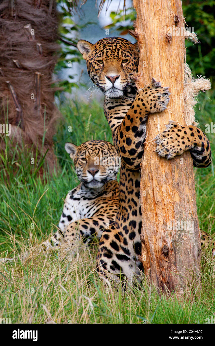 Jaguars at play Stock Photo Alamy