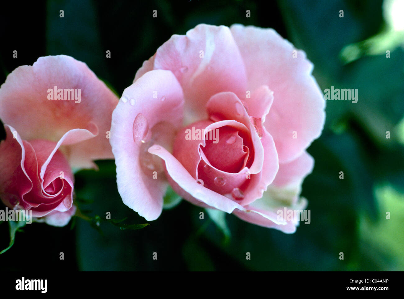 Two pink rose buds opening while covered with dew Stock Photo