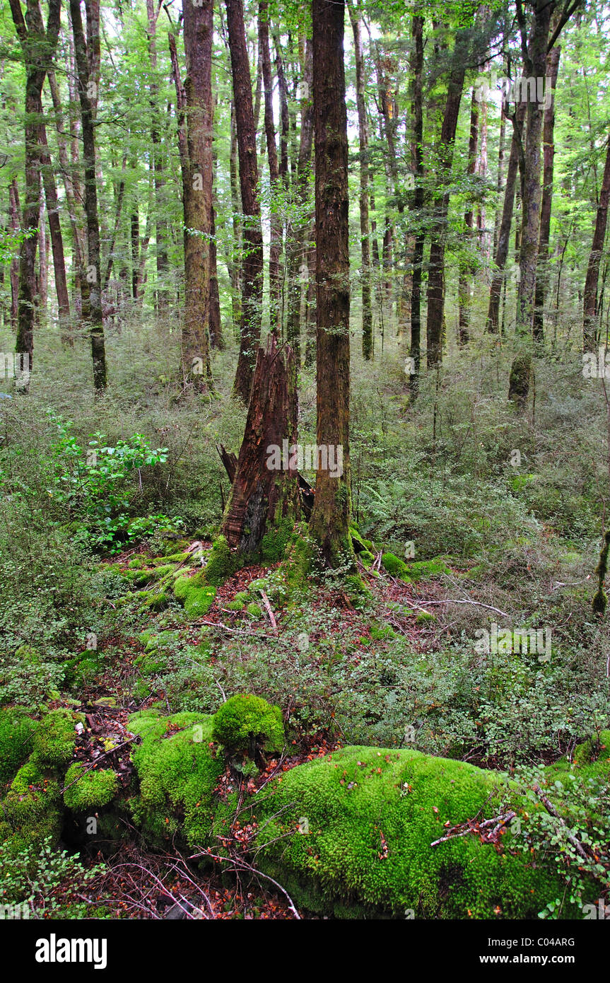 Native forest, Fiordland National Park, Southland Region, South Island, New Zealand Stock Photo