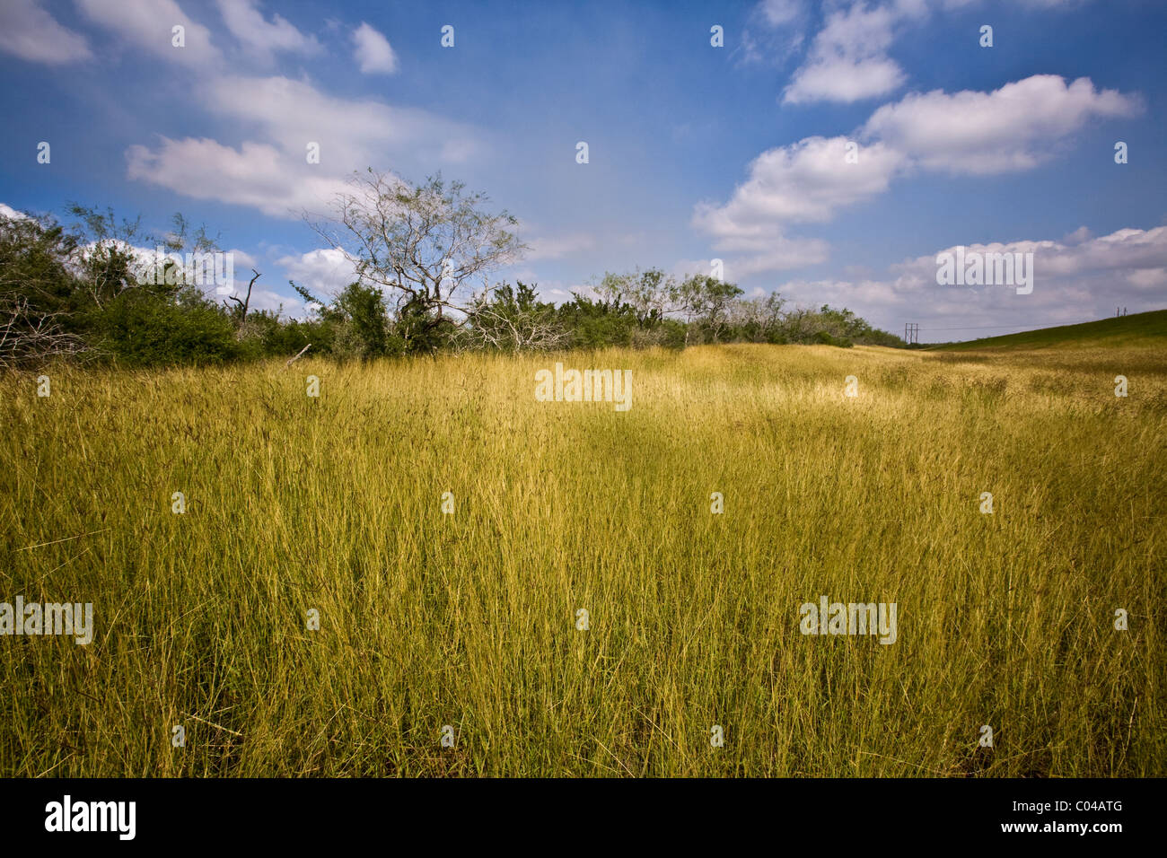 Estero Llano Grande State Park, Weslaco, Texas Stock Photo Alamy