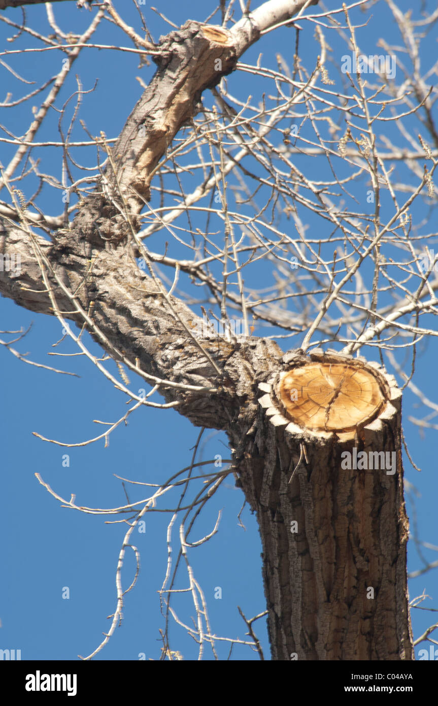 Pruned tree limb Stock Photo Alamy
