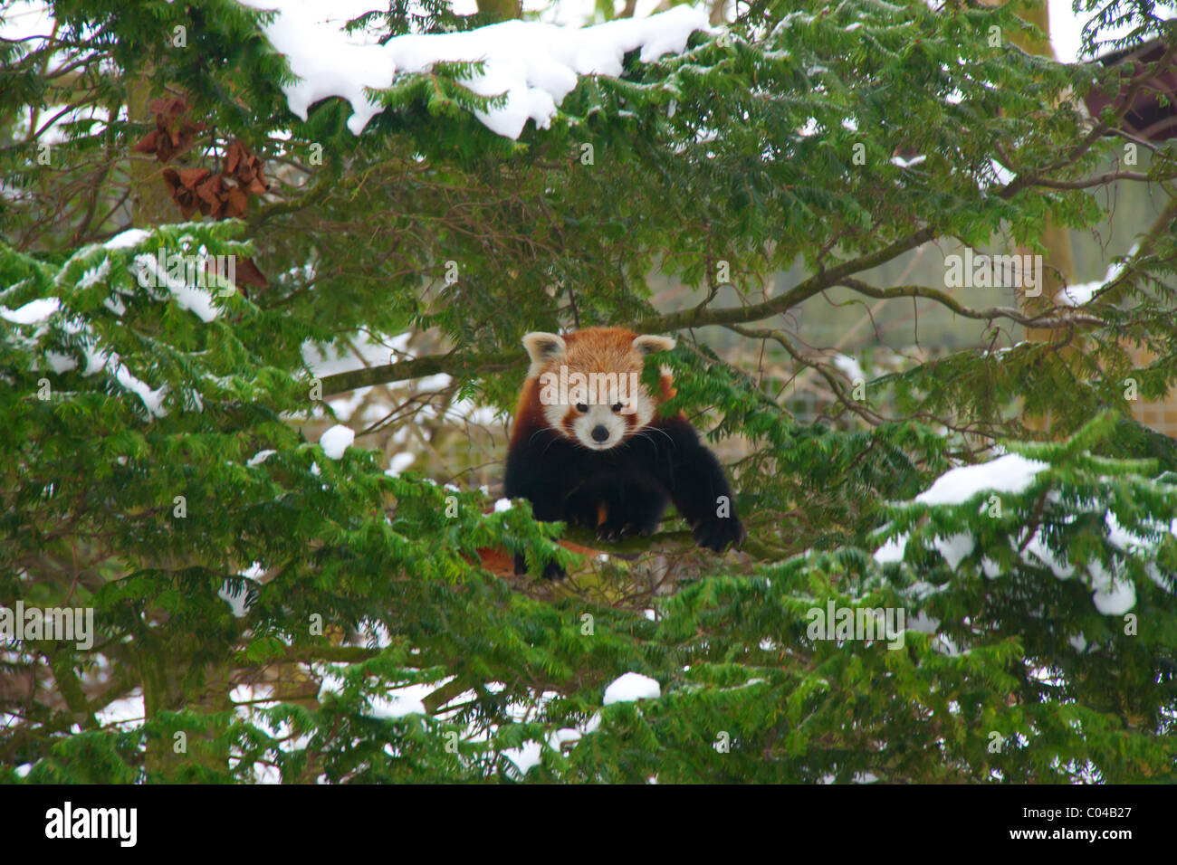 Red panda in tree Stock Photo - Alamy