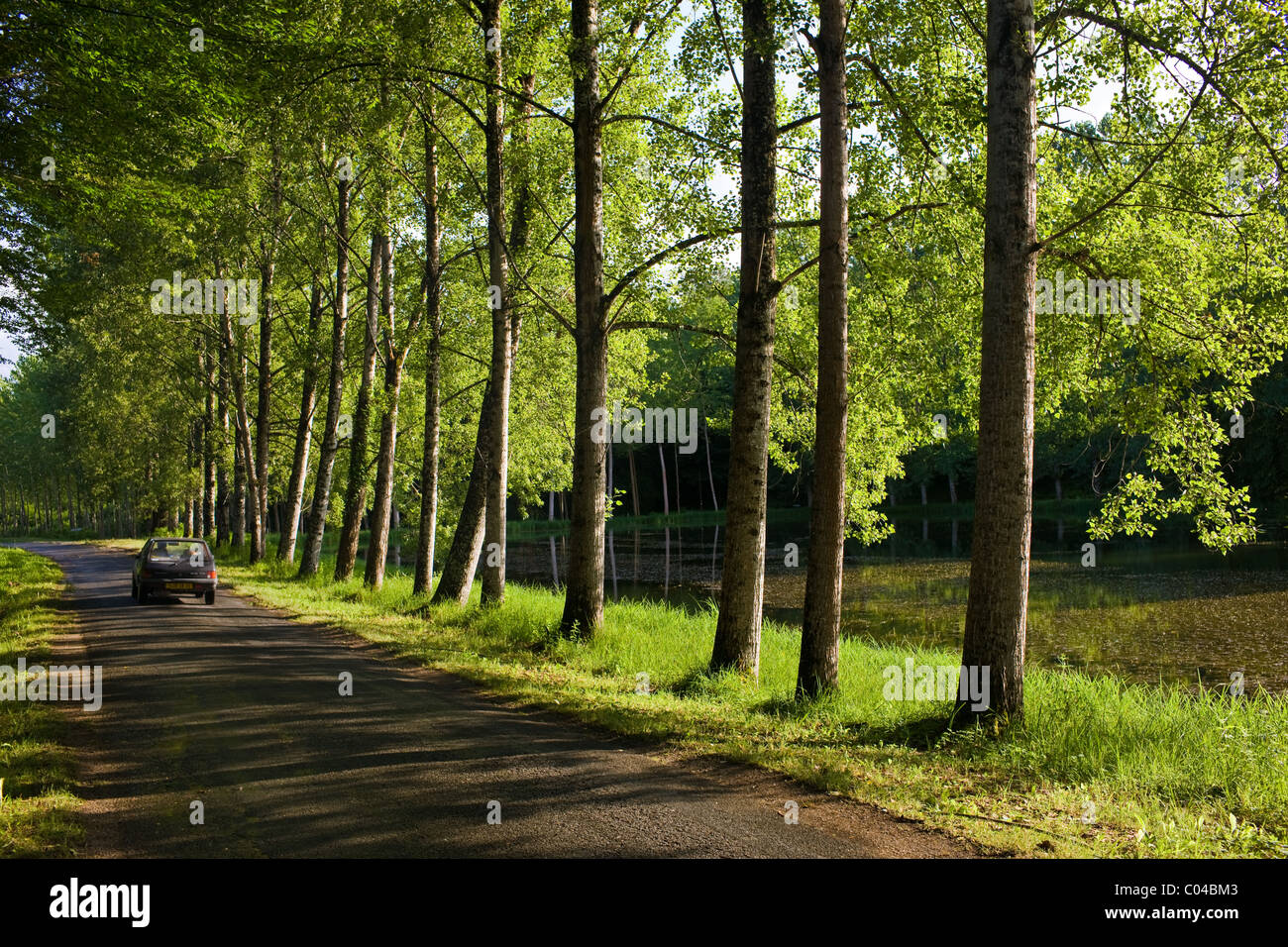 French saloon car in tree lined avenue near St Leon sur Vezere in the Perigord Noir region of France Stock Photo