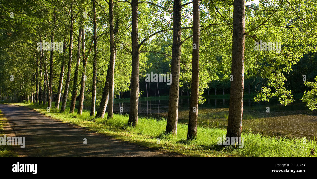Tree lined avenue near St Leon sur Vezere in the Perigord Noir region of France Stock Photo