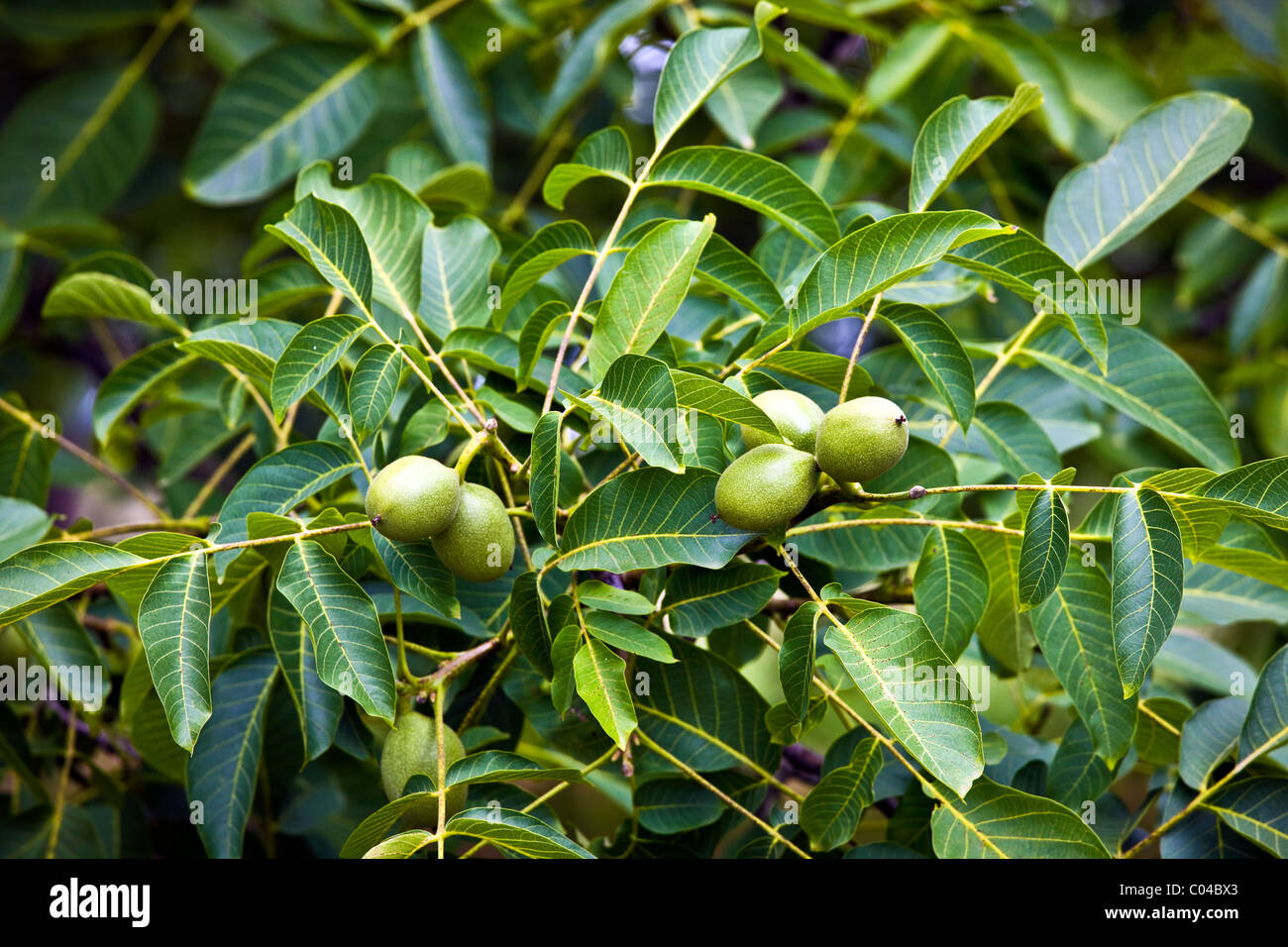 Walnut tree, Nux Gallica, in Perigord region, The Dordogne, France Stock Photo