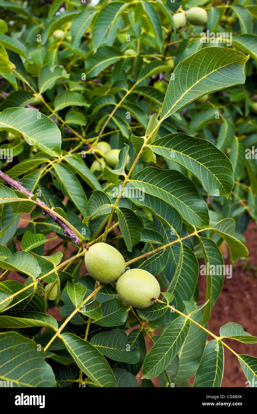 Walnut tree, Nux Gallica in Perigord region, The Dordogne, France Stock Photo