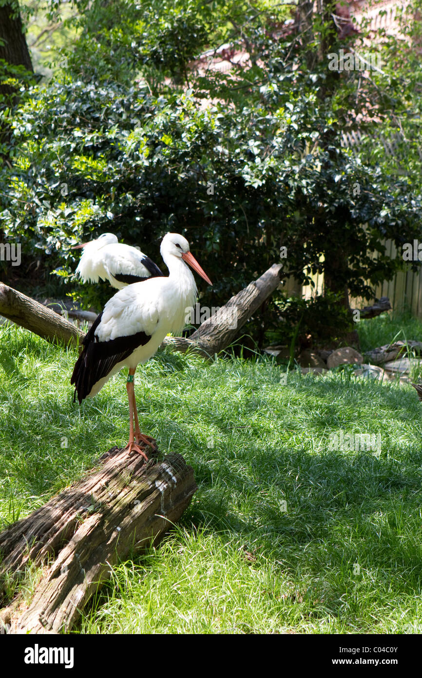 White Stork (Ciconia ciconia) photographed in the National Zoo in Washington D.C. was believe to bring fertility and luck to hom Stock Photo