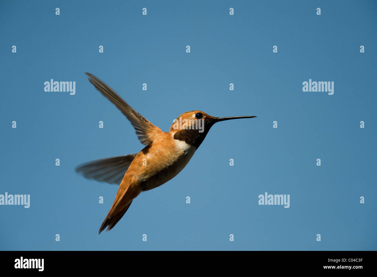 Hummingbird in the air Stock Photo