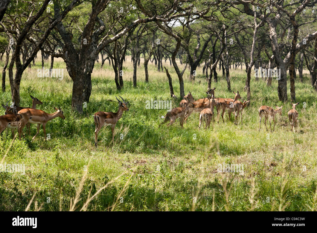 A herd of Impala grazing in the Albert Falls Nature Reserve, KwaZulu Natal, South Africa. Genus: Aepyceros, Species: A. melamp Stock Photo