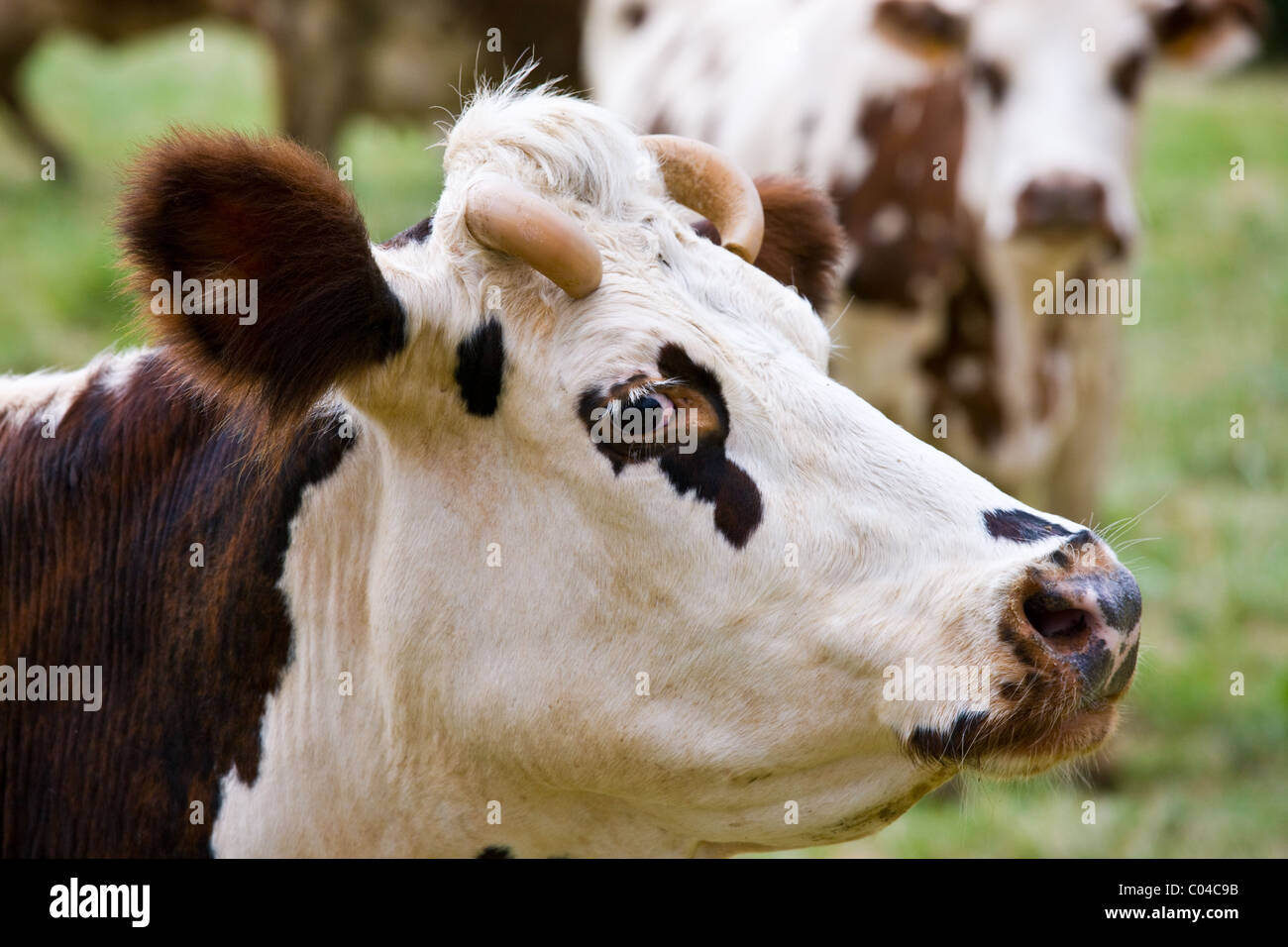 Brown and white French Normandy cow in a meadow in the Dordogne area of