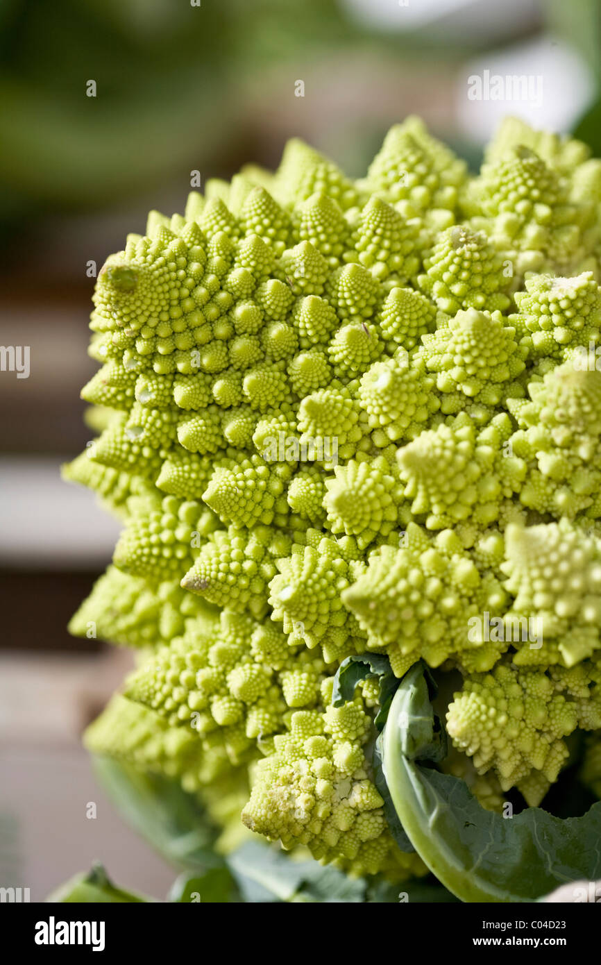 Romanesco vegetable in the French town of Libourne Stock Photo Alamy
