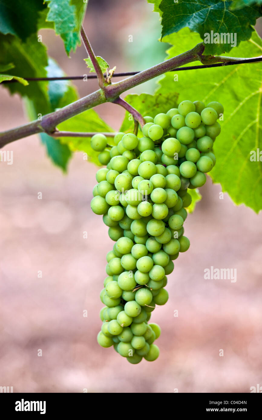 Bunch of grapes on vine in the Dordogne France Stock Photo Alamy