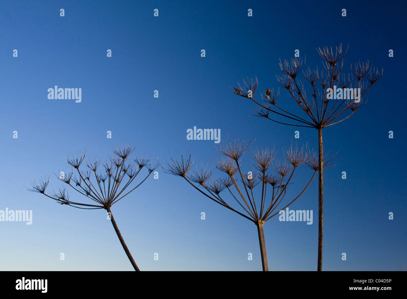 cow parsley - common on UK roadsides & hedgerows Stock Photo