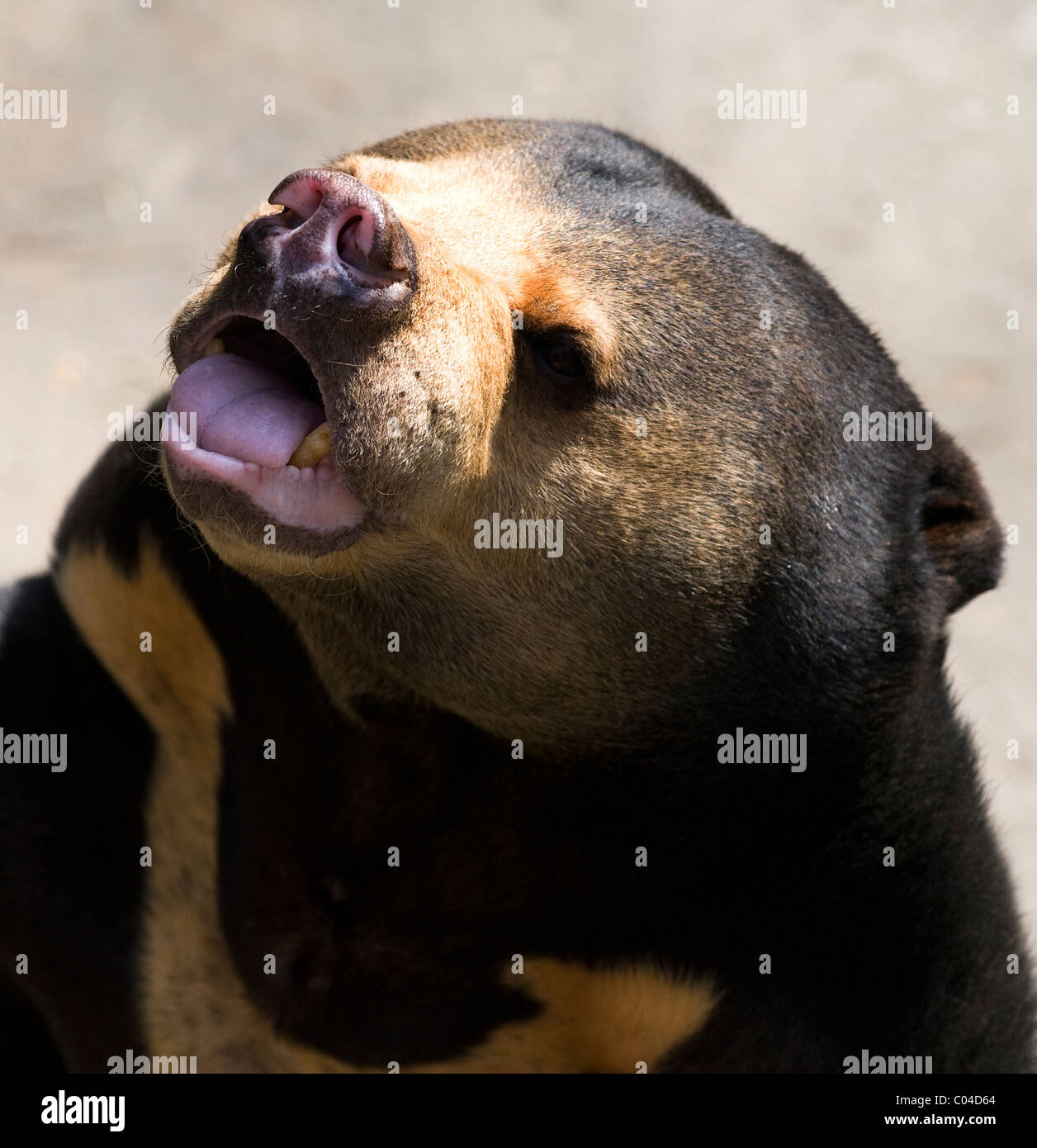 A Sun Bear ( Honey Bear Stock Photo Alamy