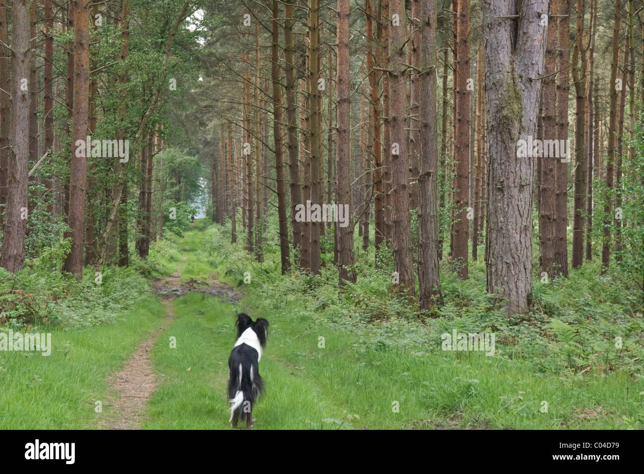 Young Border Collie looking into a forest ride at Clumber Park, Nottinghamshire. Stock Photo