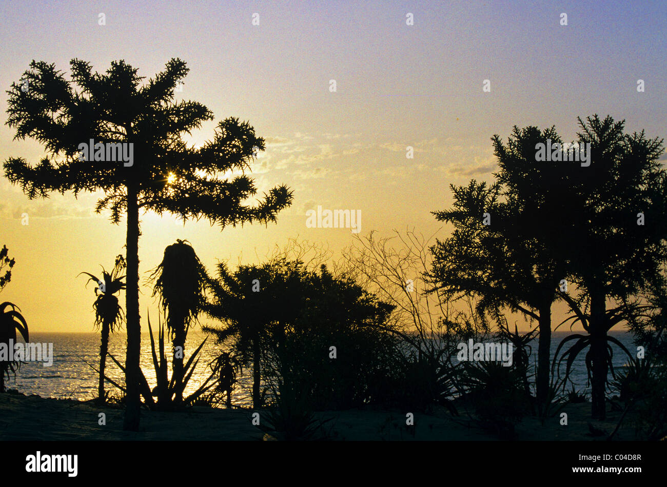 Spiny Forest with Euphorbia and Aloes on Coast at Sunset, Anakao, near Tulear or Toliara, Southern Madagascar Stock Photo