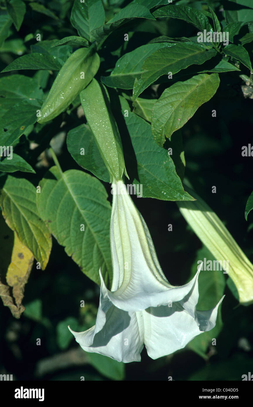 White Angel Trumpet or White Angel's Trumpet, Brugmansia candida, Pan-Tropical Plant or Flora Madagascar Stock Photo