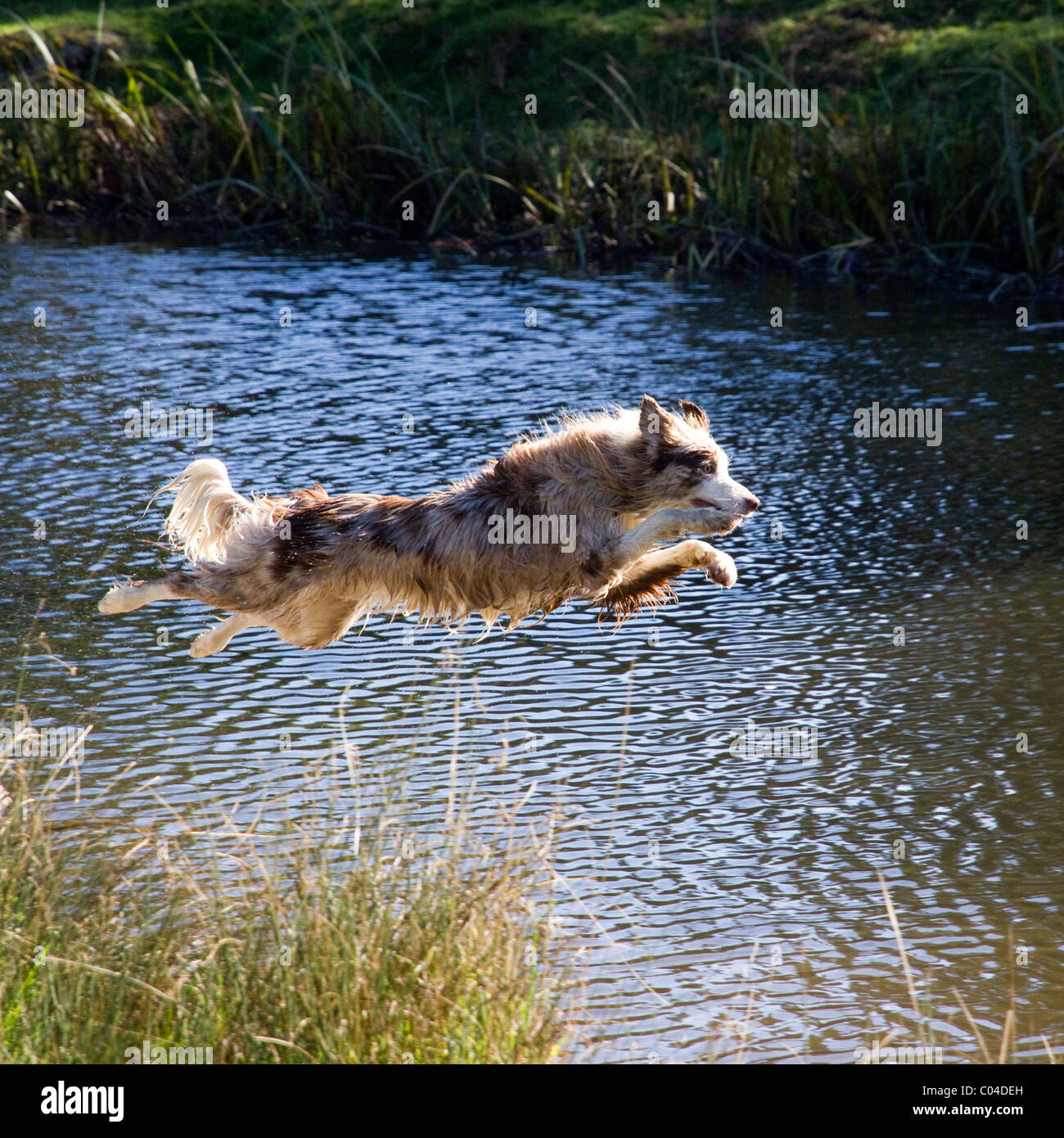 Collie dog leaping / diving headlong into water whilst chasing a thrown