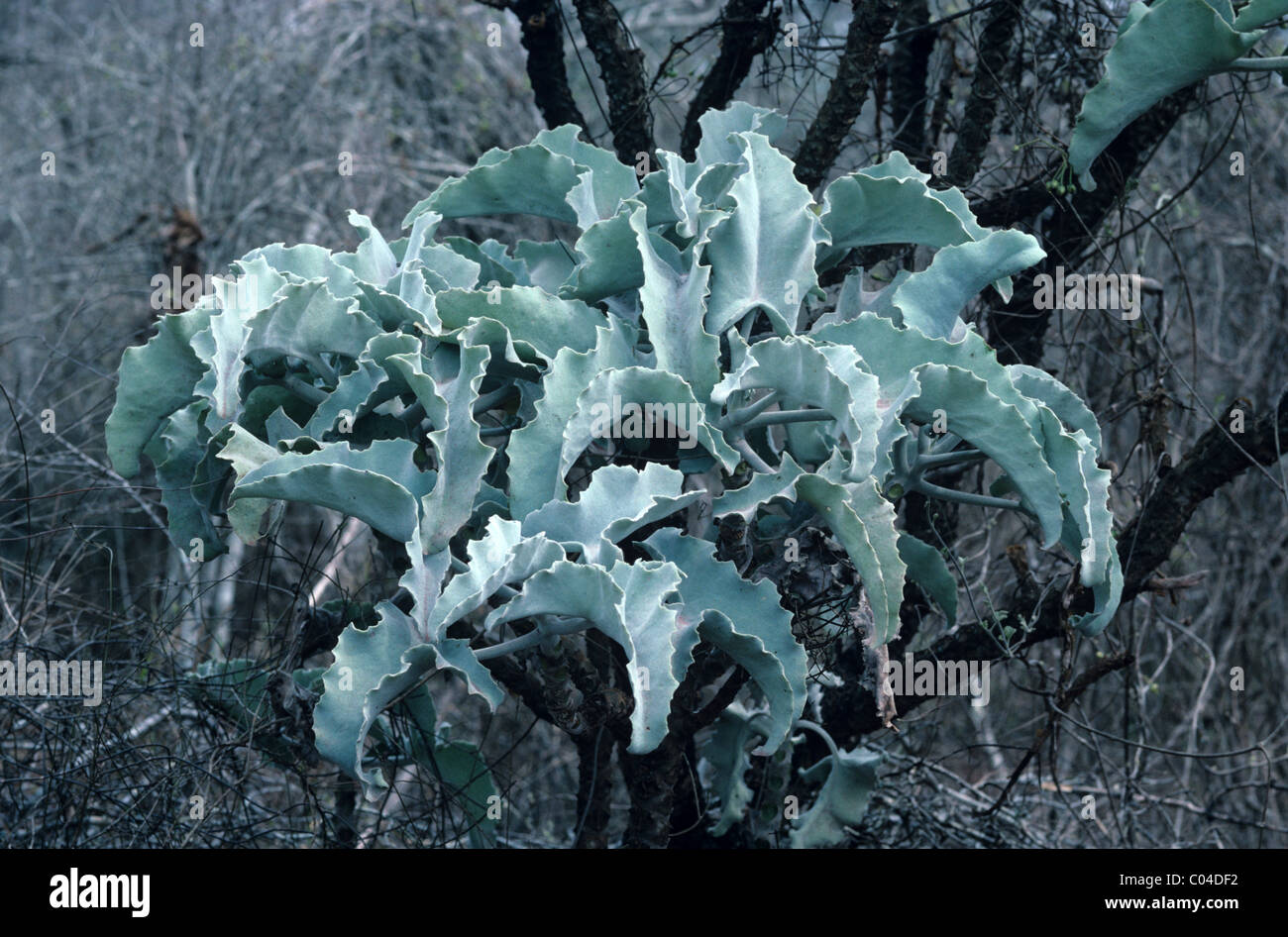 Velvet Leaf, Felt Bush, Feltbush, or Elephant's Ear Plant, Kalanchoe