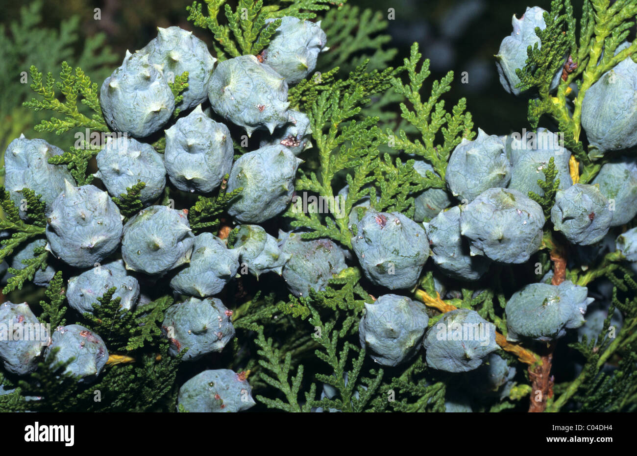 Juniper Berries of Common Juniper, Juniperus communis Stock Photo Alamy