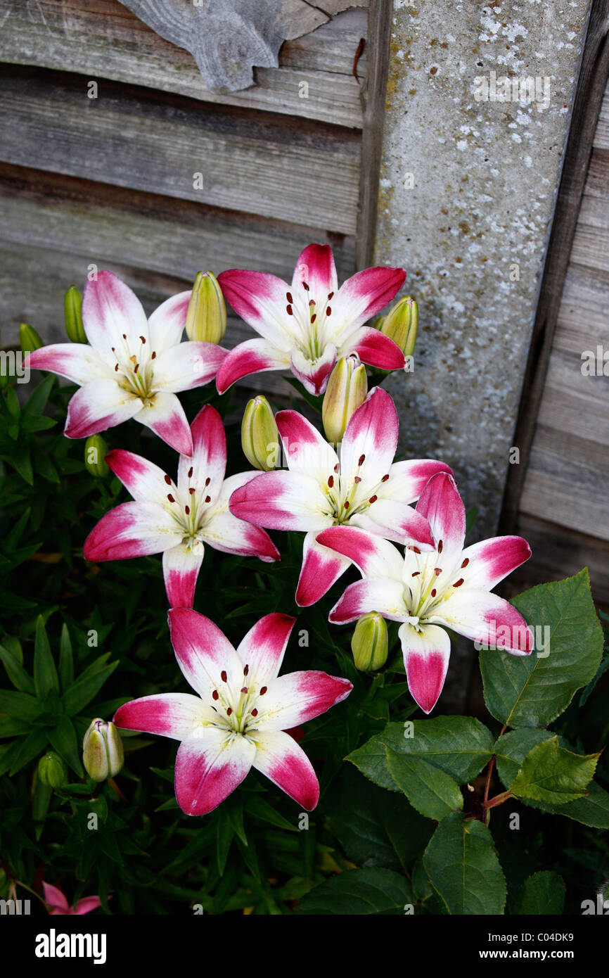 LILIUM LOLLIPOP. ASIATIC LILY Stock Photo - Alamy