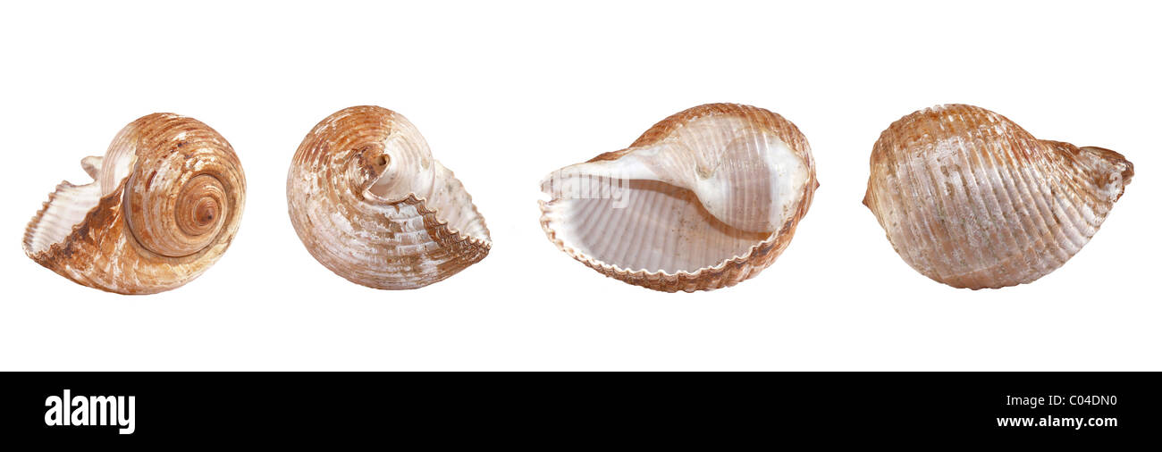 different view of a shell Stock Photo - Alamy