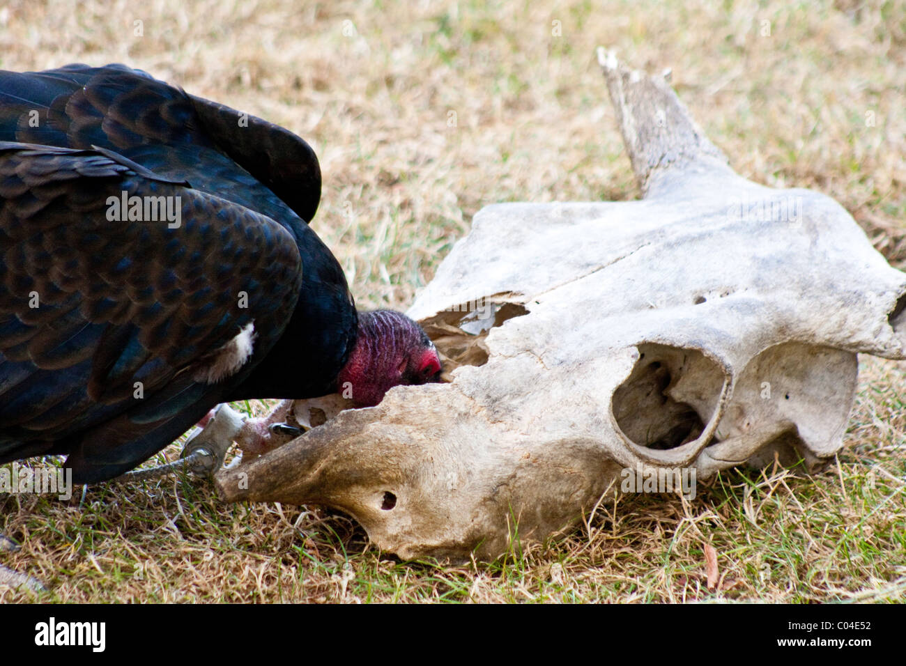 Vulture skull hi-res stock photography and images - Alamy, image size:1300x956