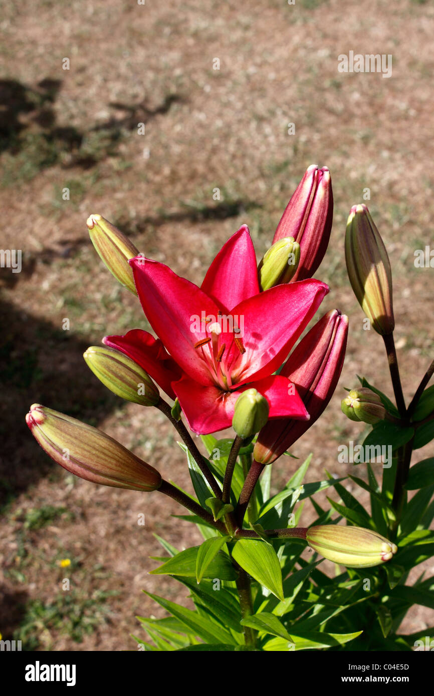 LILIUM RED VELVET. ASIATIC LILY Stock Photo Alamy