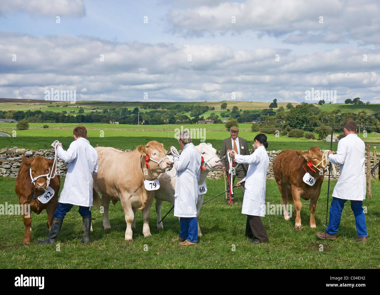Judging the beef cattle at Wensleydale Agricultural Show, Leyburn, North Yorkshire Stock Photo