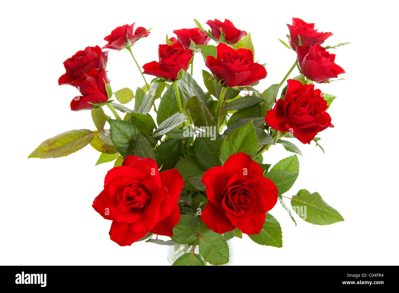 Bouquet of red roses in closeup over white background Stock Photo