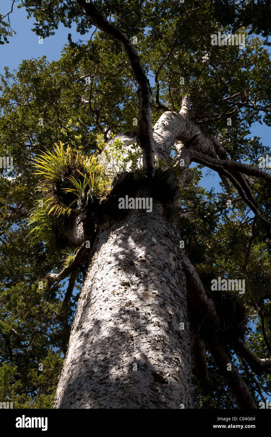New Zealand's slow growing Kauri is one of the biggest trees in the