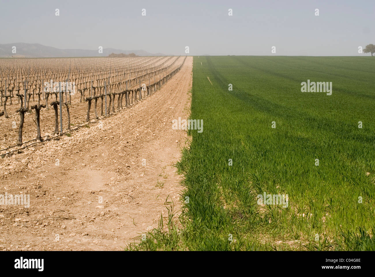 vineyard viñedo landscape wheat plantation Ciudad Real, Castilla La Mancha, SPAIN Stock Photo