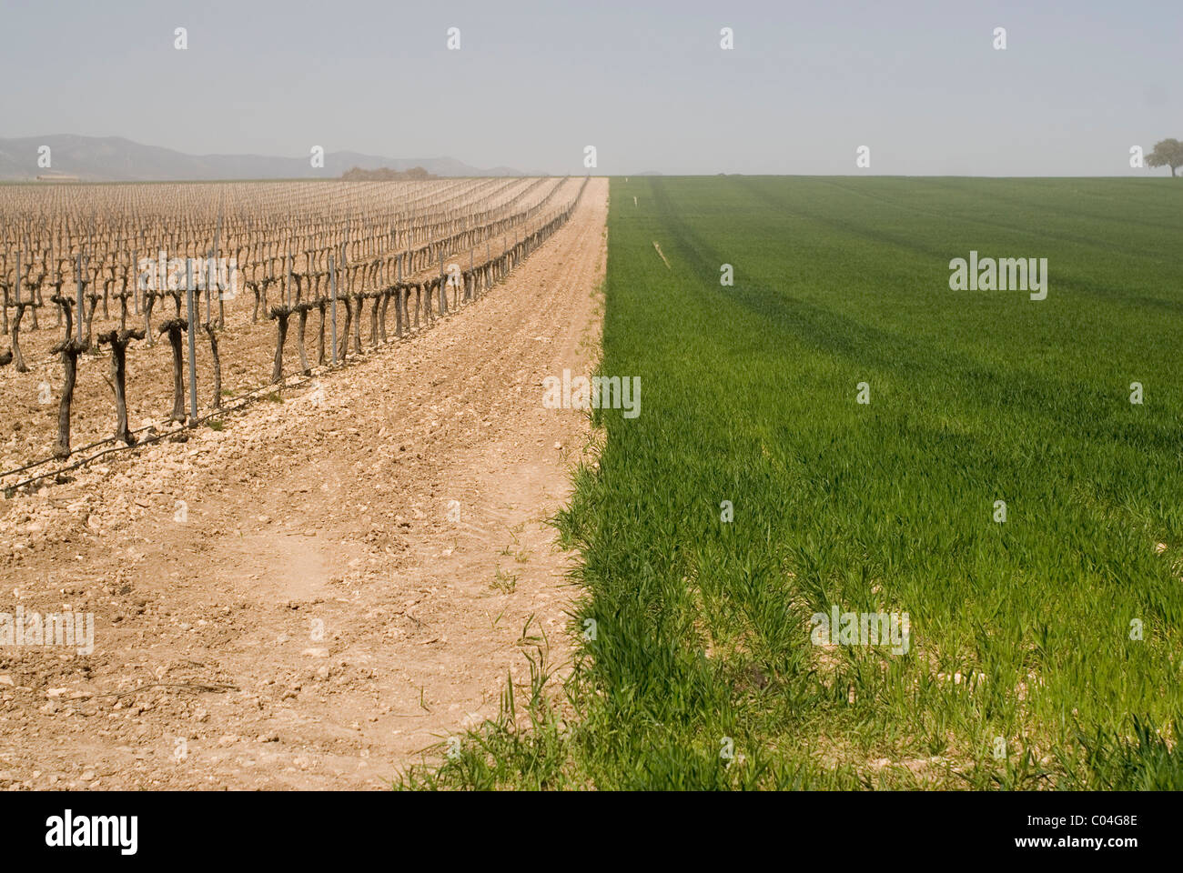 AGRICULTURA CON MULA MECANICA(ROTABATO)ARANDO UN VIÑEDO. Location:  EXTERIOR, PROVINCIA Stock Photo - Alamy