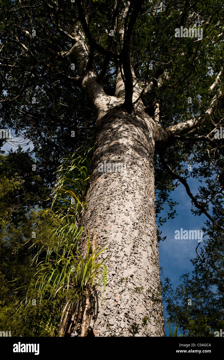 New Zealand's slow growing Kauri is one of the biggest trees in the world and is living several thousand years. Stock Photo