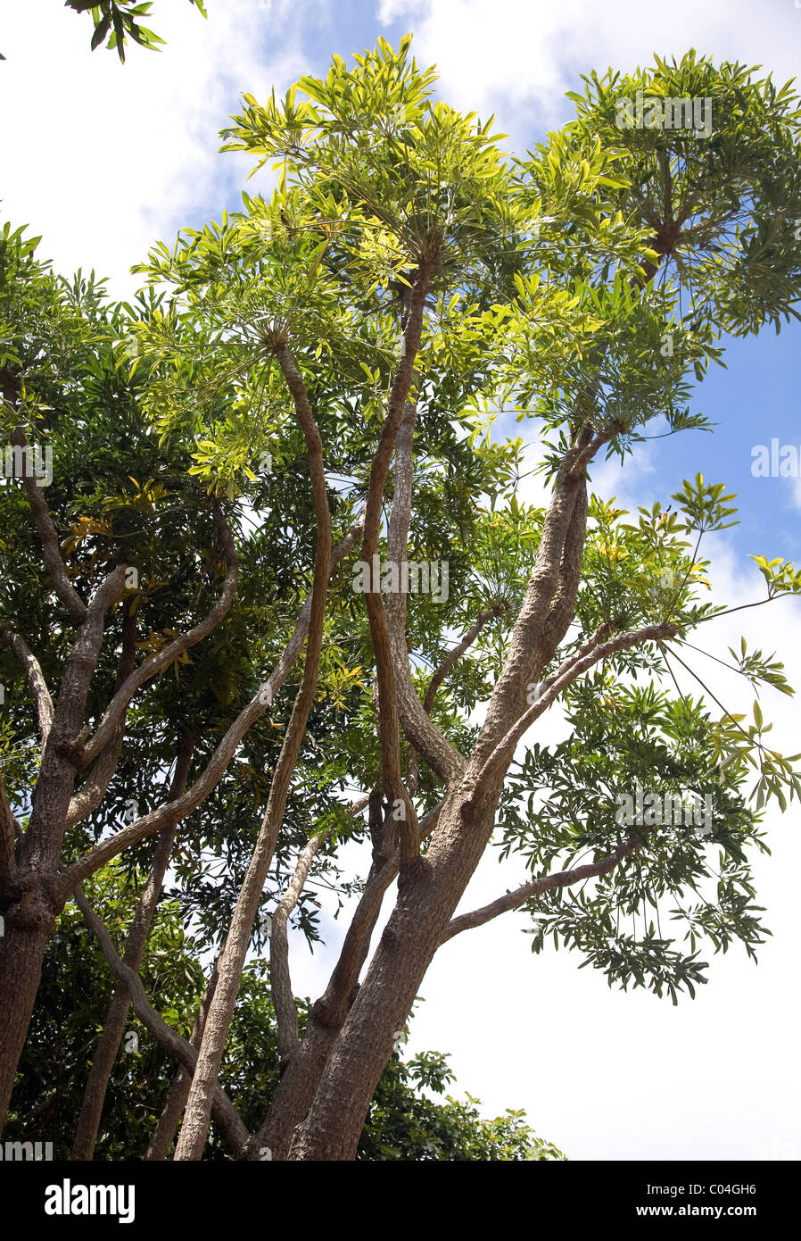Cussonia Spicata or Common Cabbage Tree at Kirstenbosch Gradens in Cape Town Stock Photo