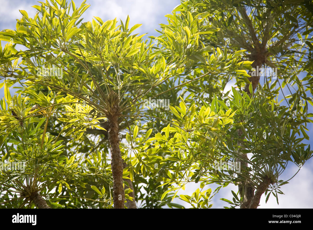 Cussonia Spicata or Common Cabbage Tree at Kirstenbosch Gradens in Cape Town Stock Photo
