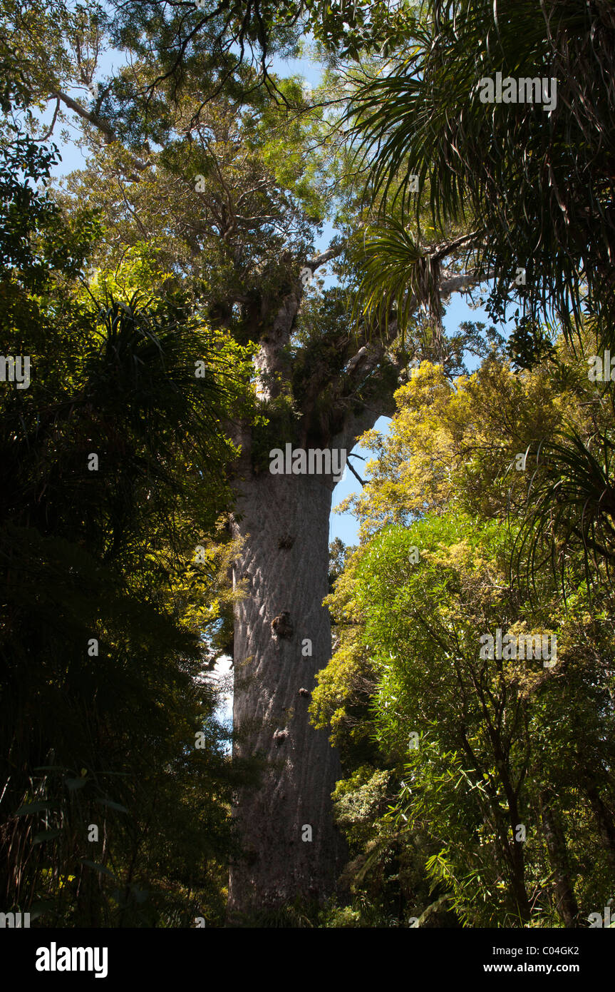 Tane Mahuta is the largest Kauri tree known to stand today Tane Mahuta