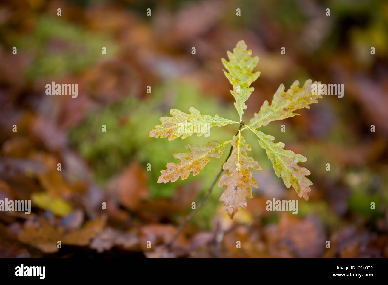 Oak tree sapling growing through dead leaves Stock Photo Alamy