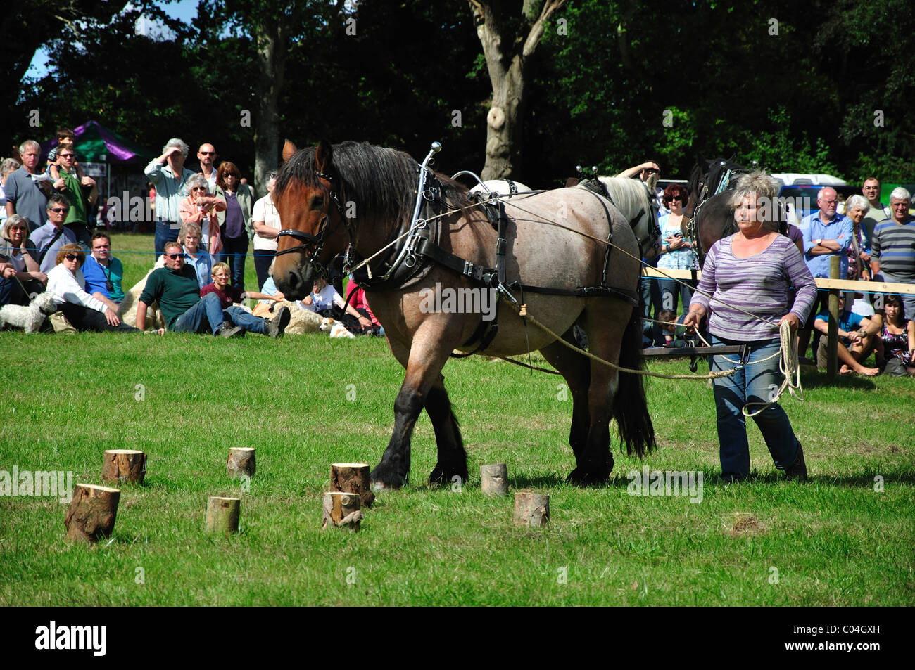 Heavy horse demonstration at Stock Gaylard Oak Fair, Dorset, UK August 2010 Stock Photo